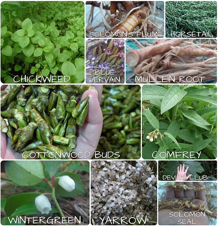 herbs for collarbone 2