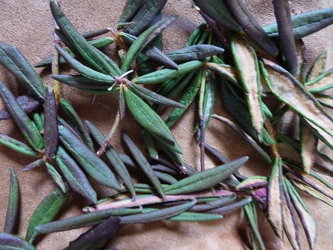 labrador tea