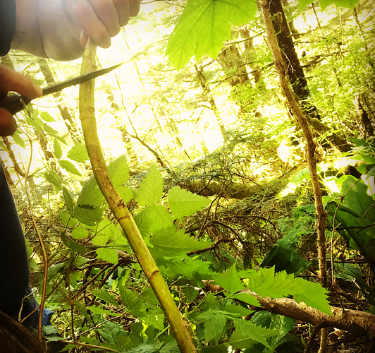 scraping%20devil's%20club%20stalk