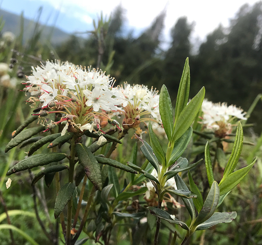 labrador%20tea%20and%20look%20similar