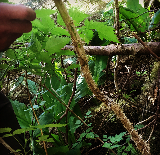 devil's%20club%20stalk