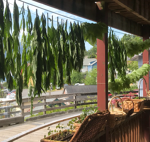 herbs%20hanging%20to%20dry%20on%20the%20porch