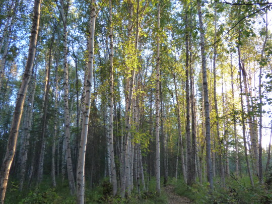 birch forest
