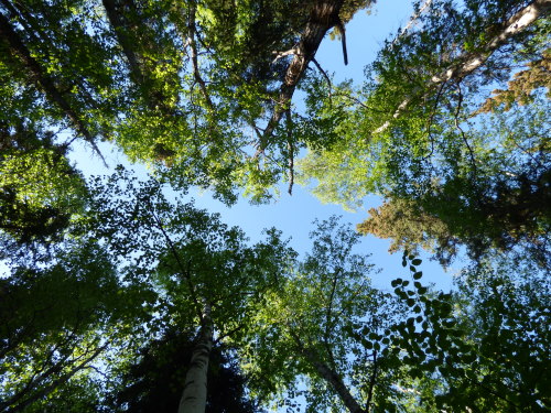 forest canopy