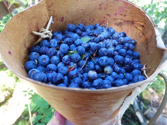 blueberries in birch basket