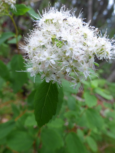 labrador tea
